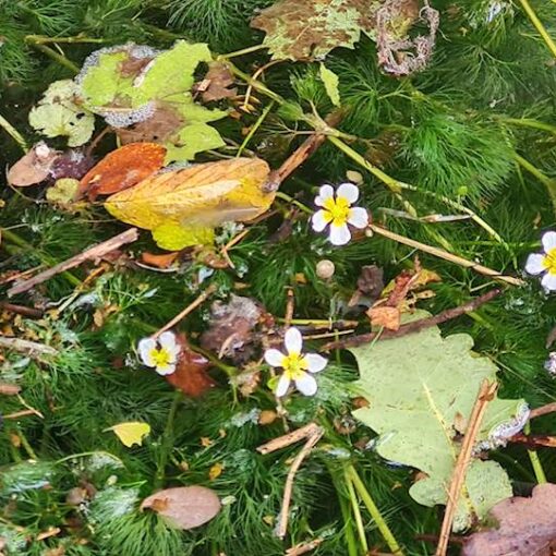 nepoznato cvijeće raste na vodi