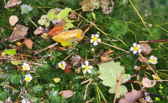 nepoznato cvijeće raste na vodi