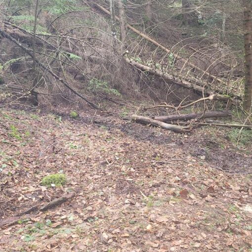 Izvaljena stabla u proljeće nakon snijegova