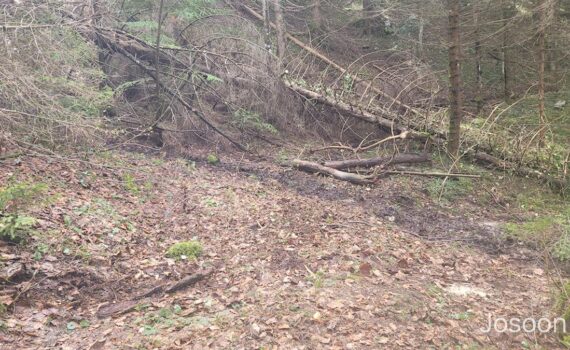 Izvaljena stabla u proljeće nakon snijegova